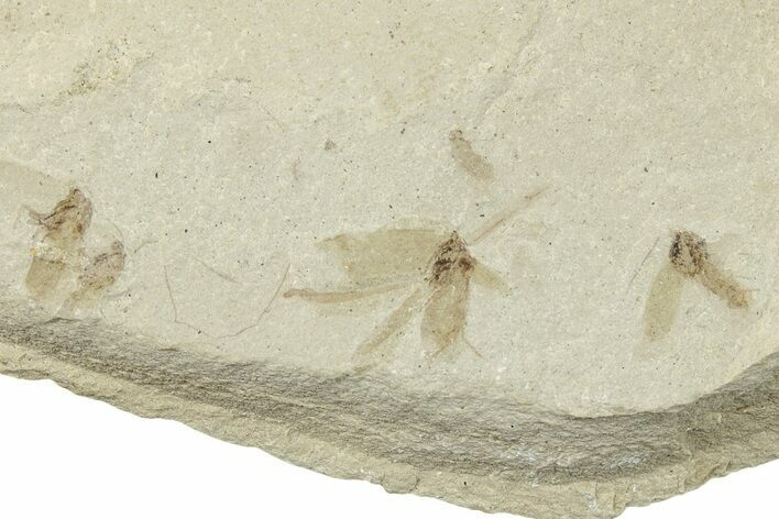 Fossil Beetle (Coleoptera) - Green River Formation, Utah #244686